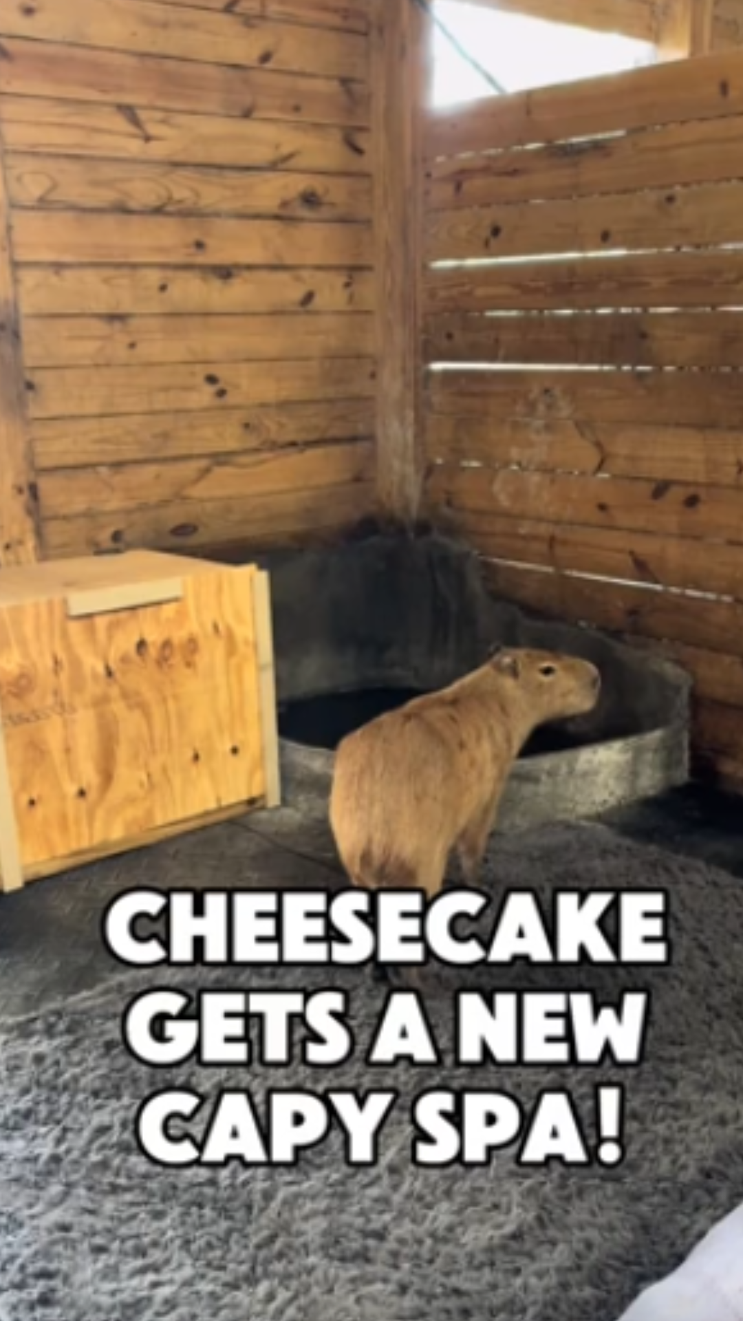 Cheesecake gets a special space for capybara appreciation
