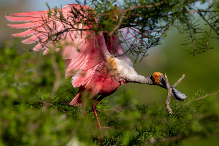 Saving a paradise: A man-made habitat draws thousands of birds
