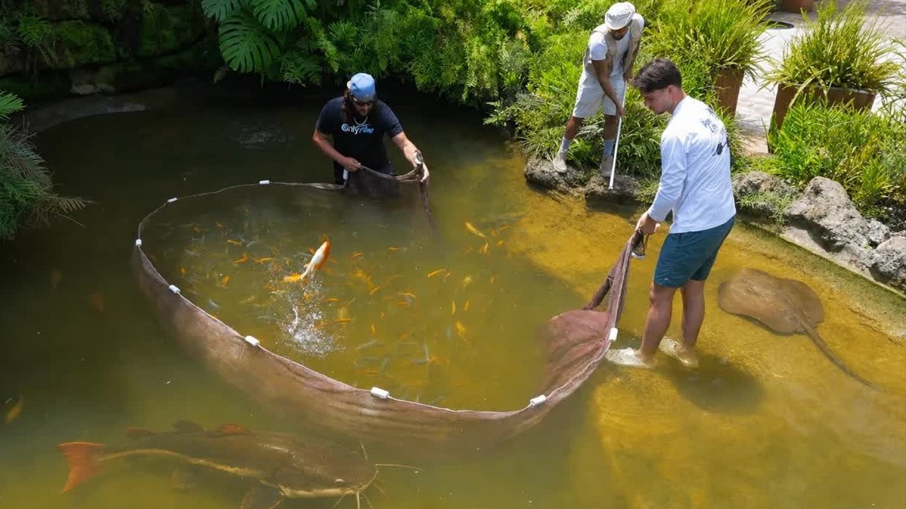They drained a pond full of 10,000 invasive fish, then the giant koi ...