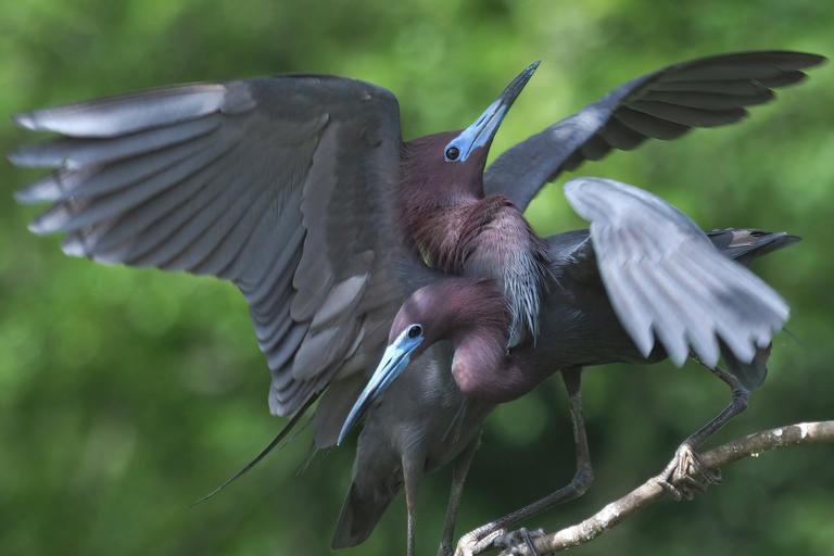 Saving a paradise: A man-made habitat draws thousands of birds