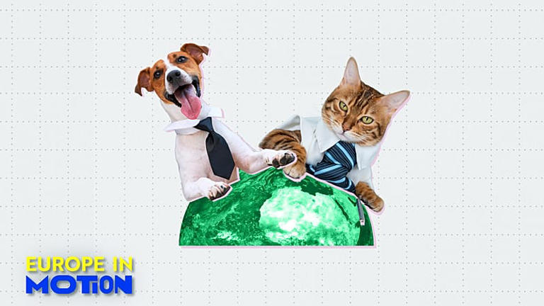 Dogs and cats at work: Yes or no? Here are Europe's most pet-friendly ...