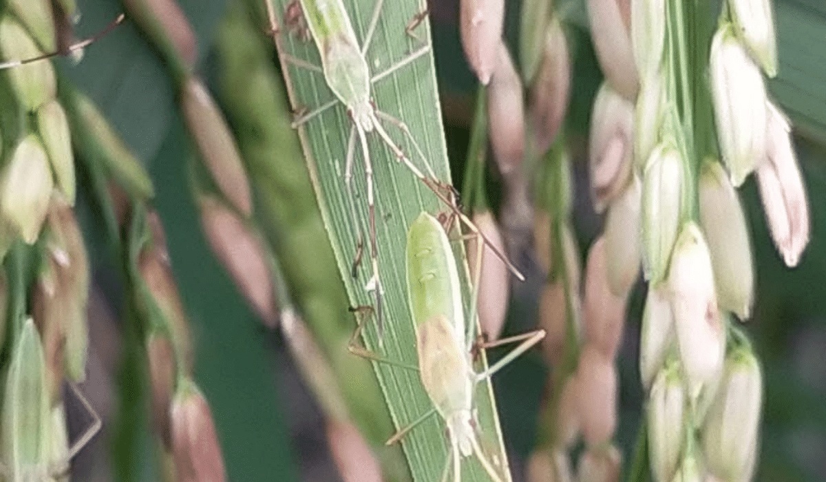 Brown spot remains top rice disease concern in Western Visayas