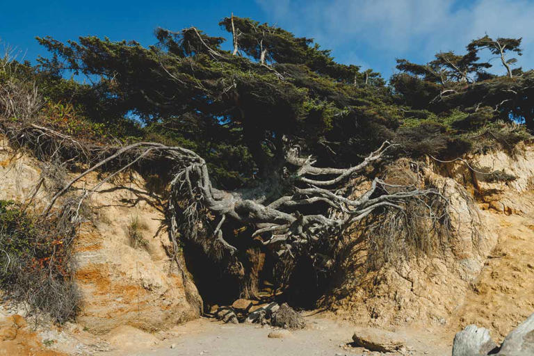 This Olympic beach is a 0.4-mile round trip from the parking lot, and a ...
