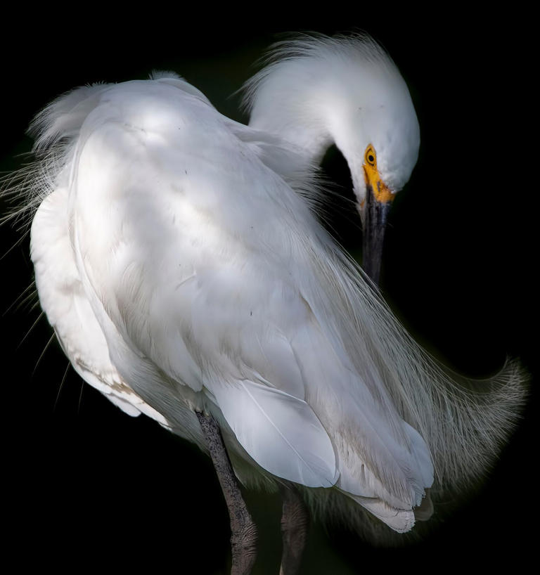 Saving a paradise: A man-made habitat draws thousands of birds
