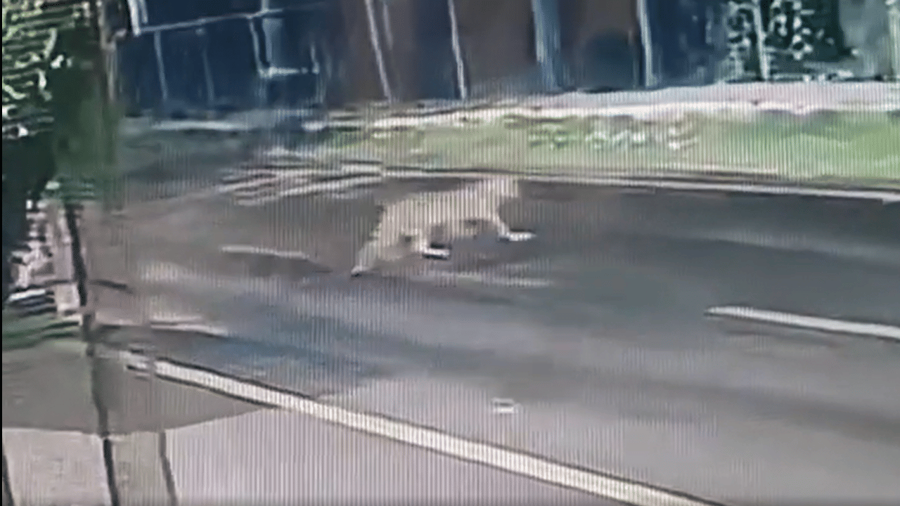 Leopard spotted near NICE Road triggers panic in Bengaluru – watch ...
