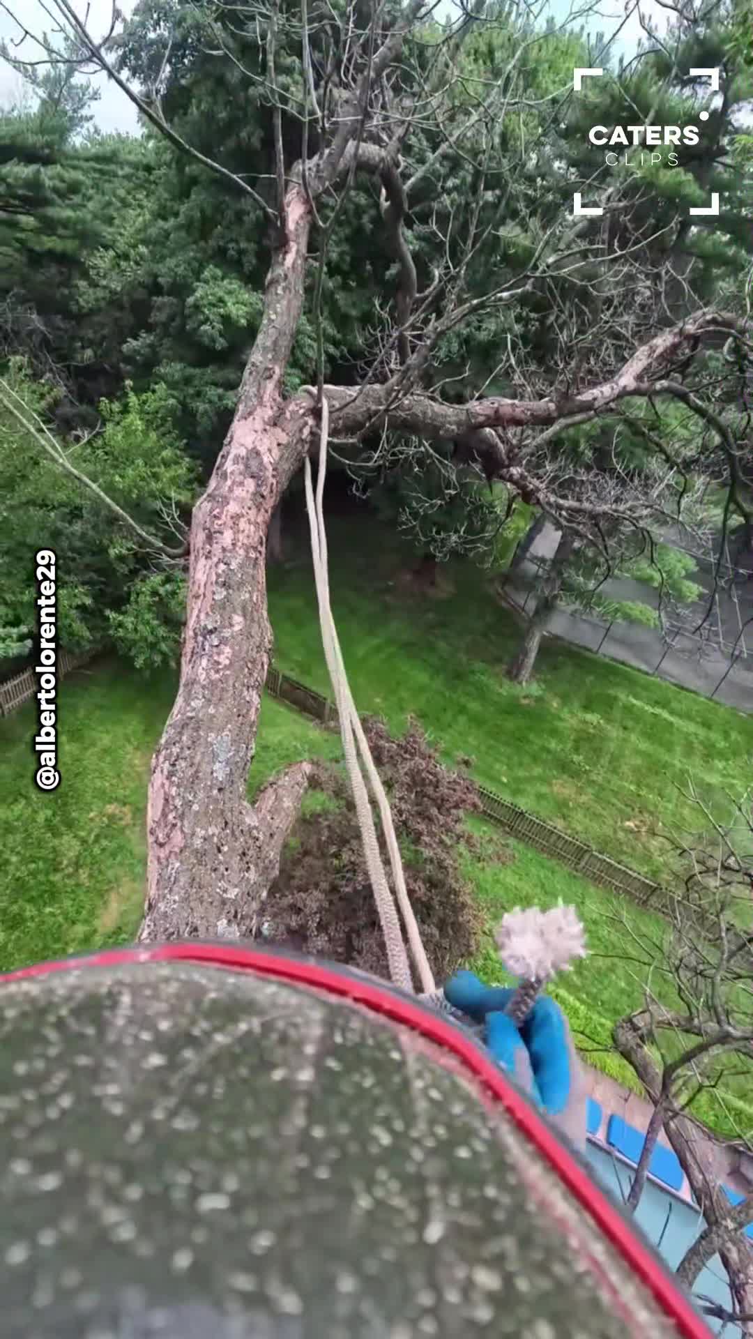 Inside the world of a professional tree cutter