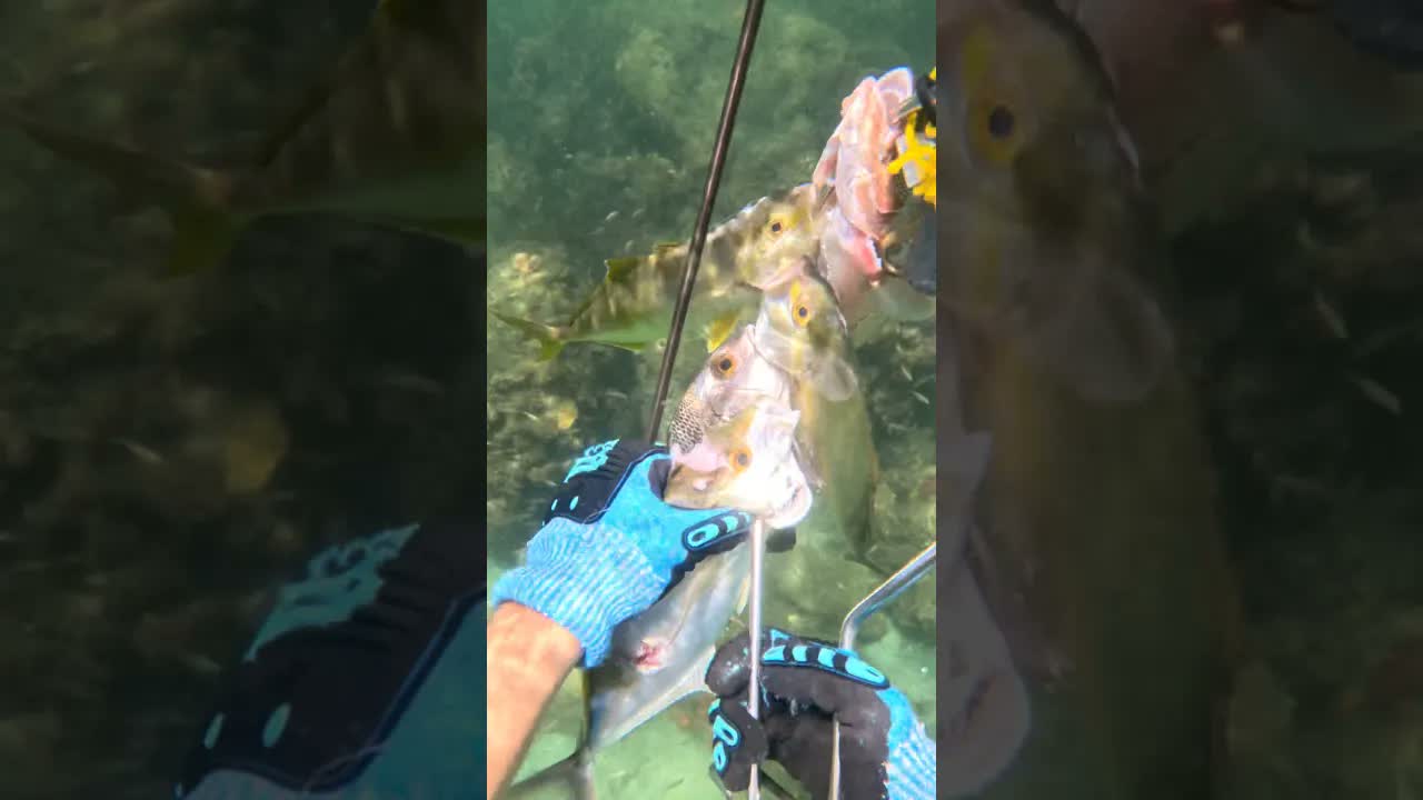 He grabbed a tail in the rocks - then a shark bit his shoulder