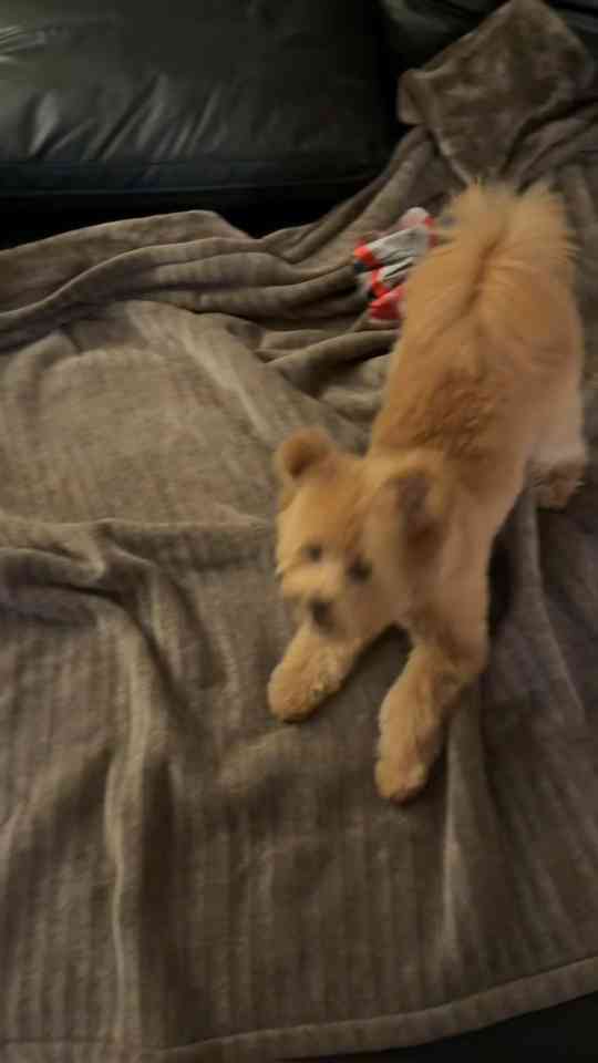 Adorable pomapoo shows pure love and emotion