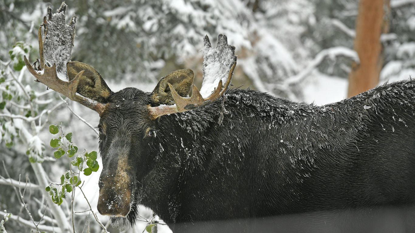 CU study challenges Colorado's moose origin story