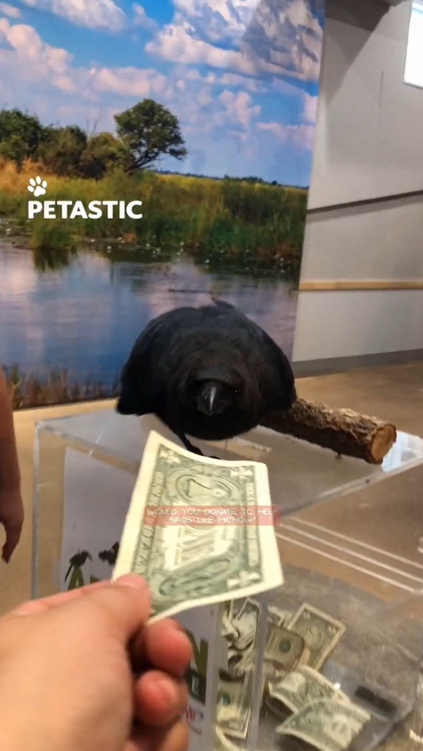 Crow shows remarkable care for other birds