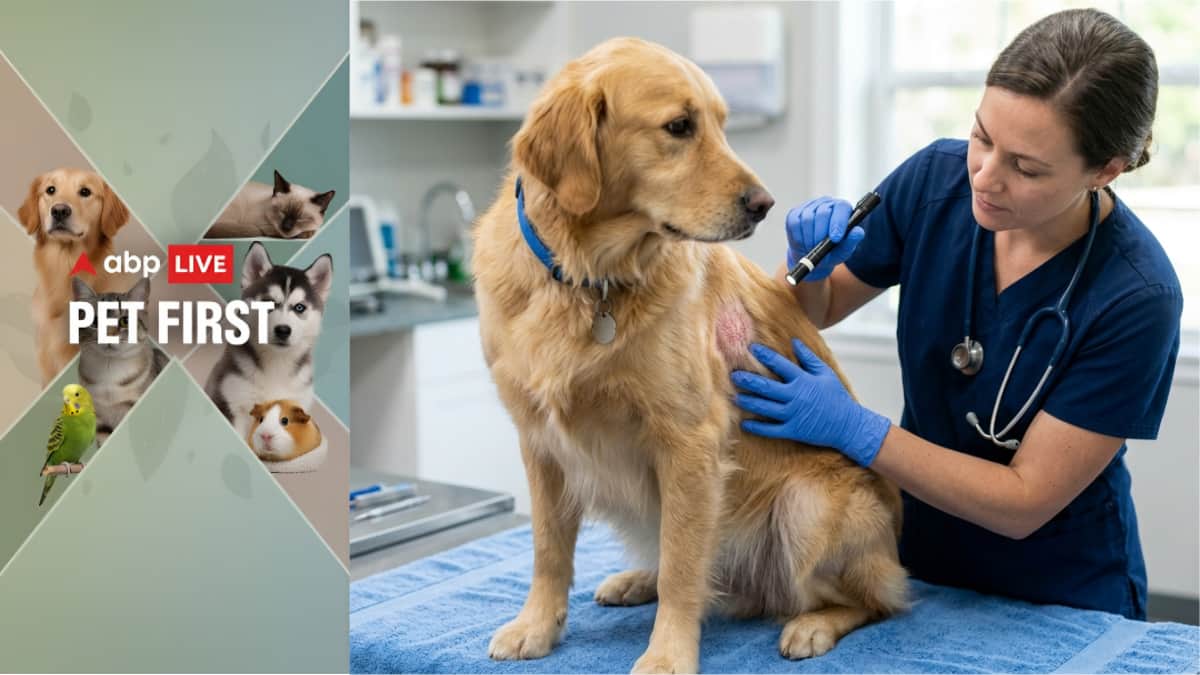 Pet first | Early symptoms of fungal infection and steps every owner ...