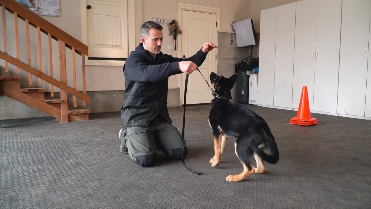 How leash pressure helps stop dog misbehavior