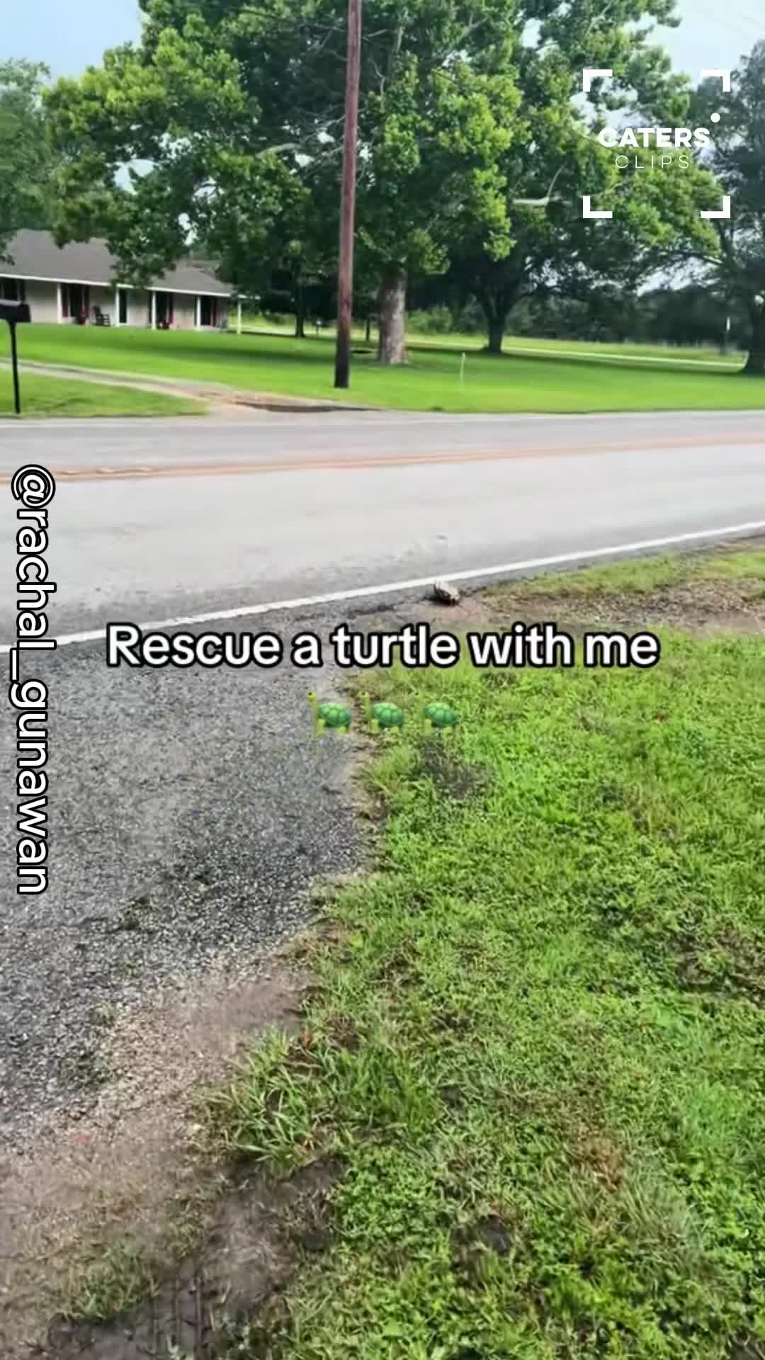 Stranded turtle's rescue takes an unexpected turn in Louisiana