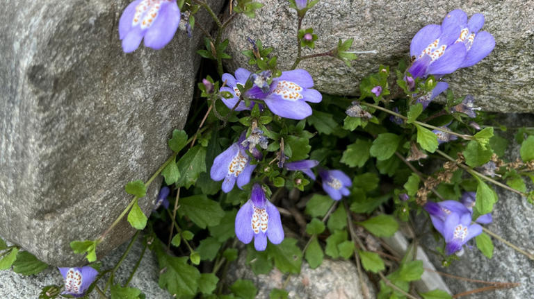 The colorful ground cover that makes a great grass alternative for ...