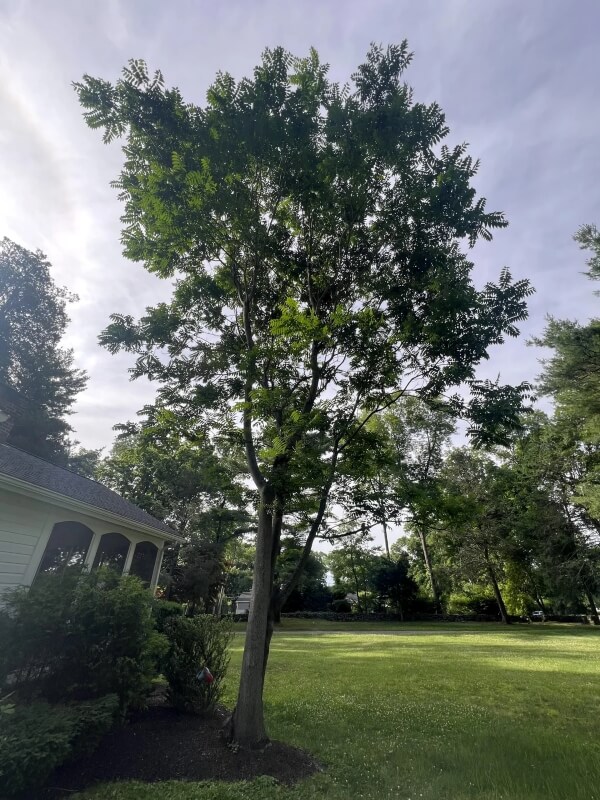 Homeowner receives warnings after finding notorious 'tree of heaven ...