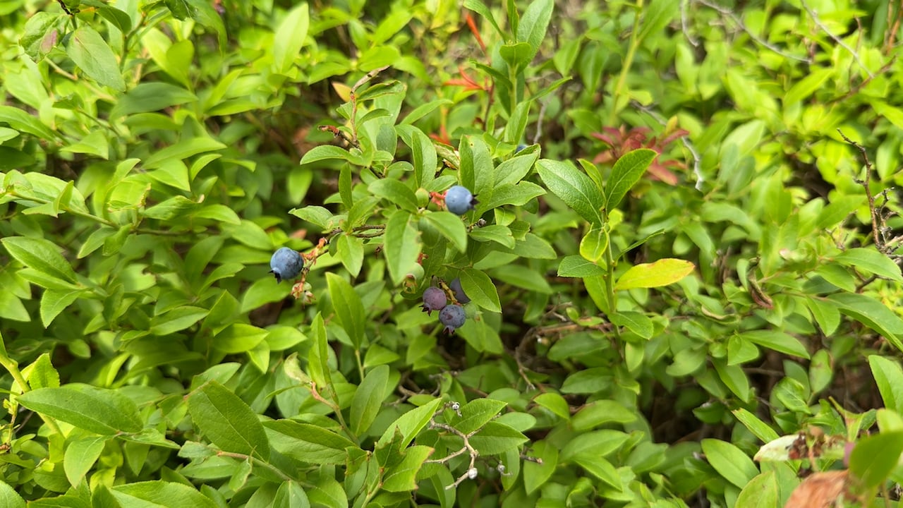 Cleaning up the environment in Sudbury, Ont. was bad for wild blueberries