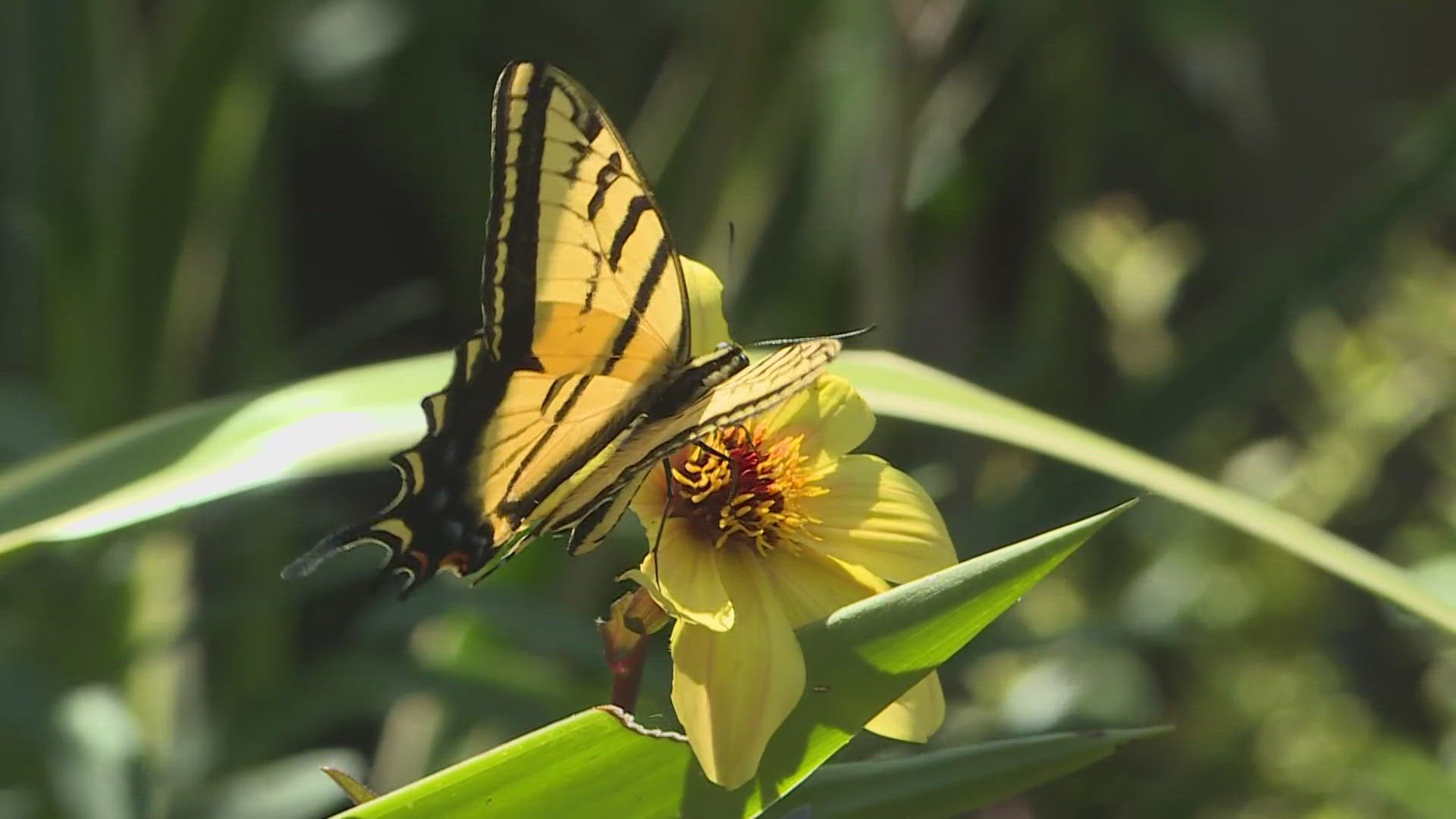 Summer garden tips: How to create focal points outdoors
