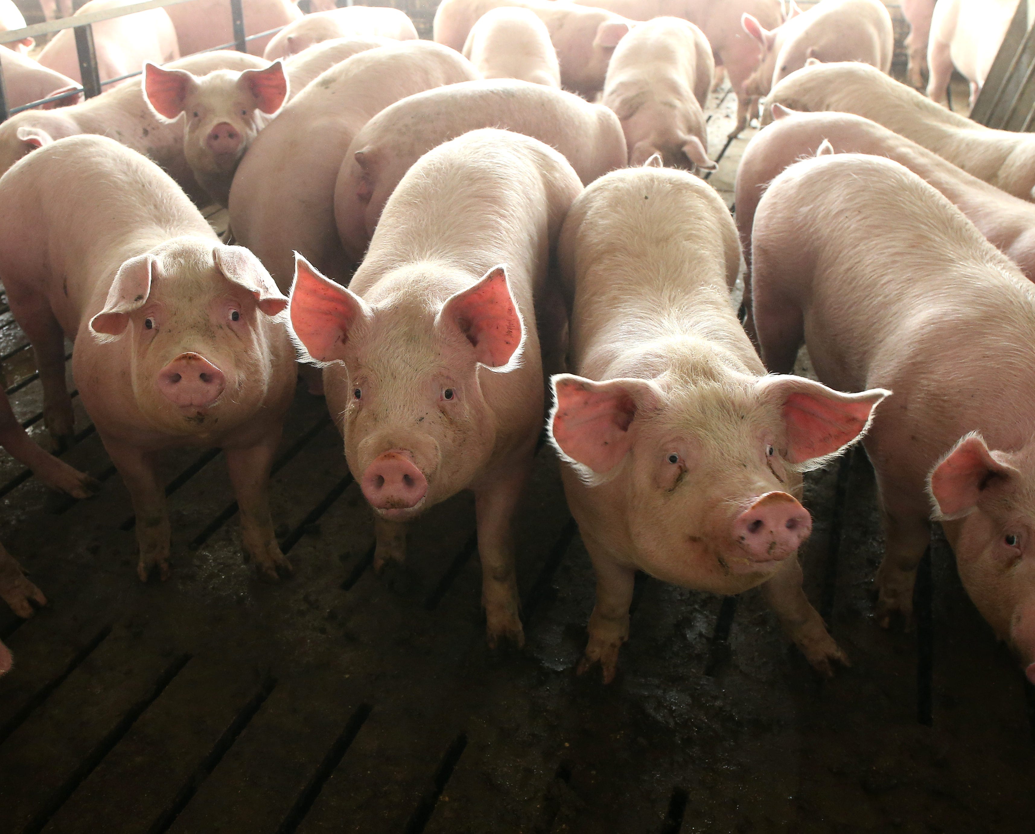 Mexico's response to Iowa pseudorabies takes a toll on US pork exports