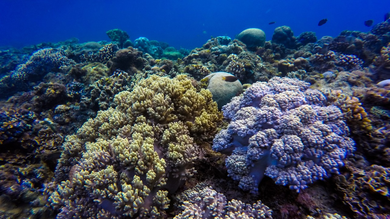 A fourth global coral bleaching event has now hit 84% of the world’s reefs