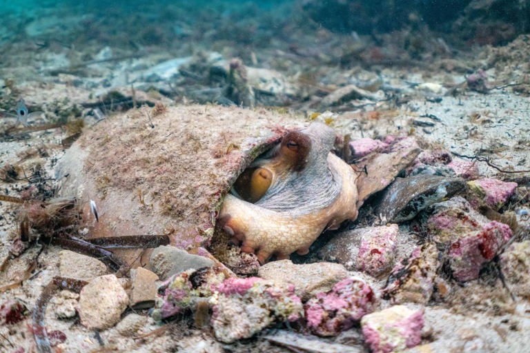 Take an exclusive look at three newly discovered medieval shipwrecks in ...