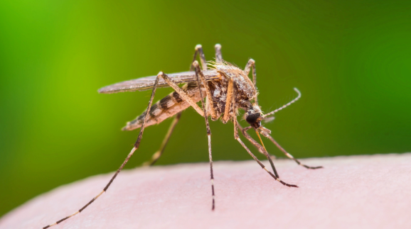 12th positive case | Mosquito sample in Silver Spring Township tests positive for West Nile virus