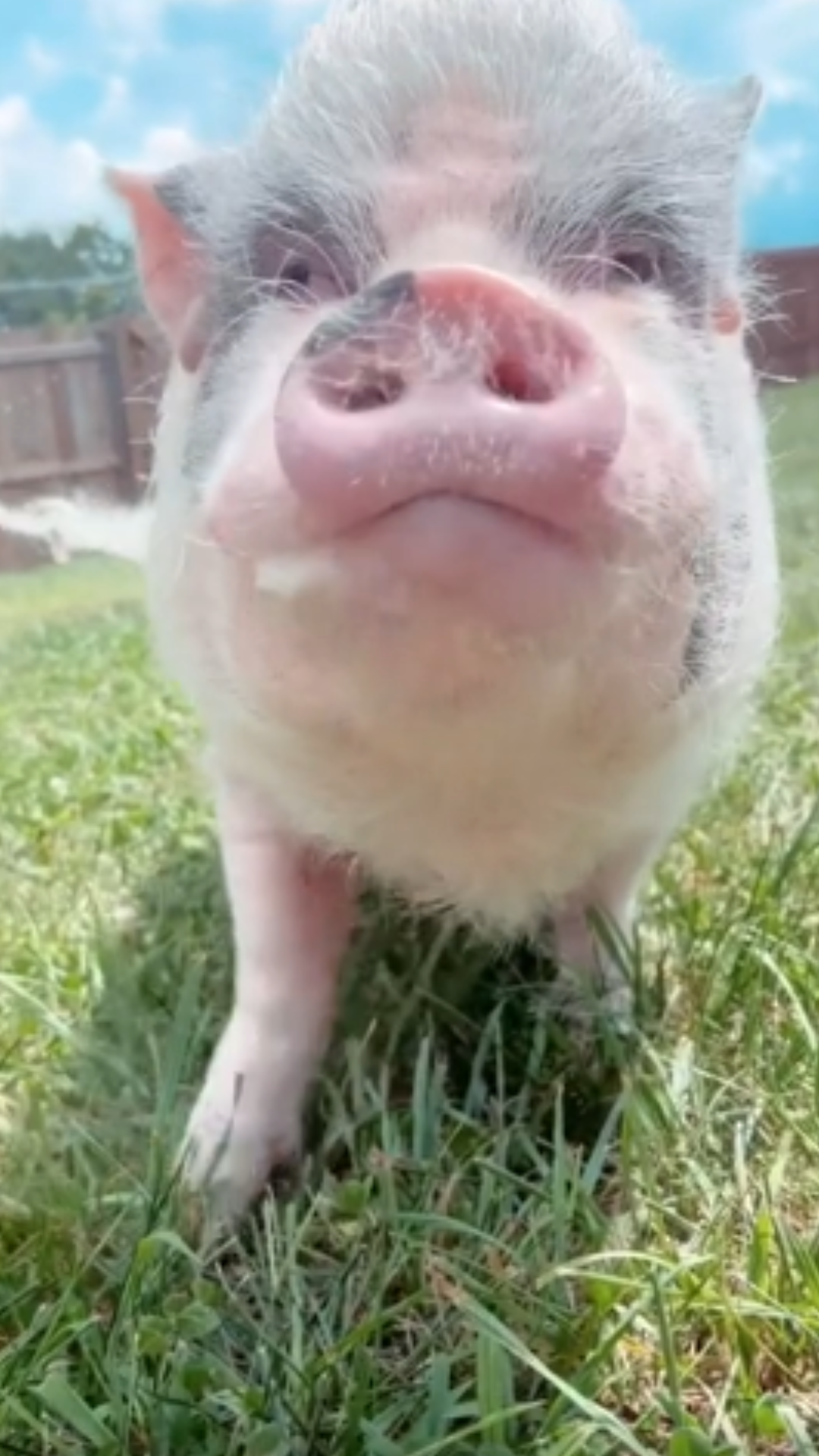 Cute pig tests the crunchiest cucumbers ever