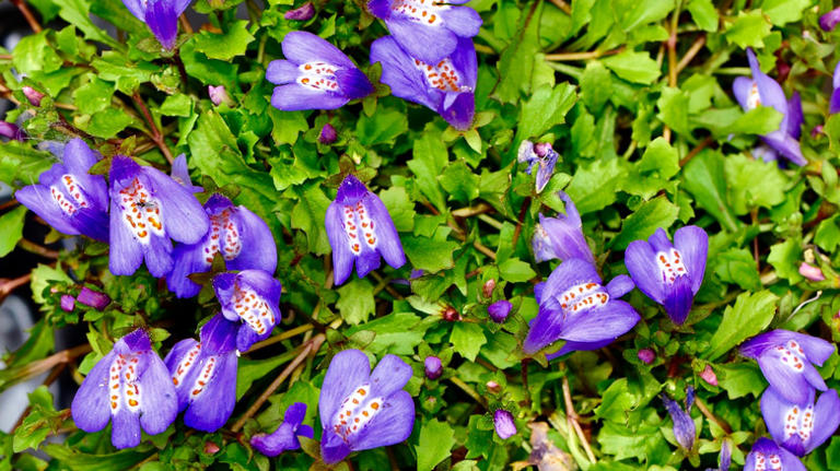 The colorful ground cover that makes a great grass alternative for ...