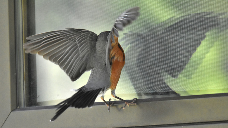 Skip the decoy: There's a better way to prevent birds from flying into windows