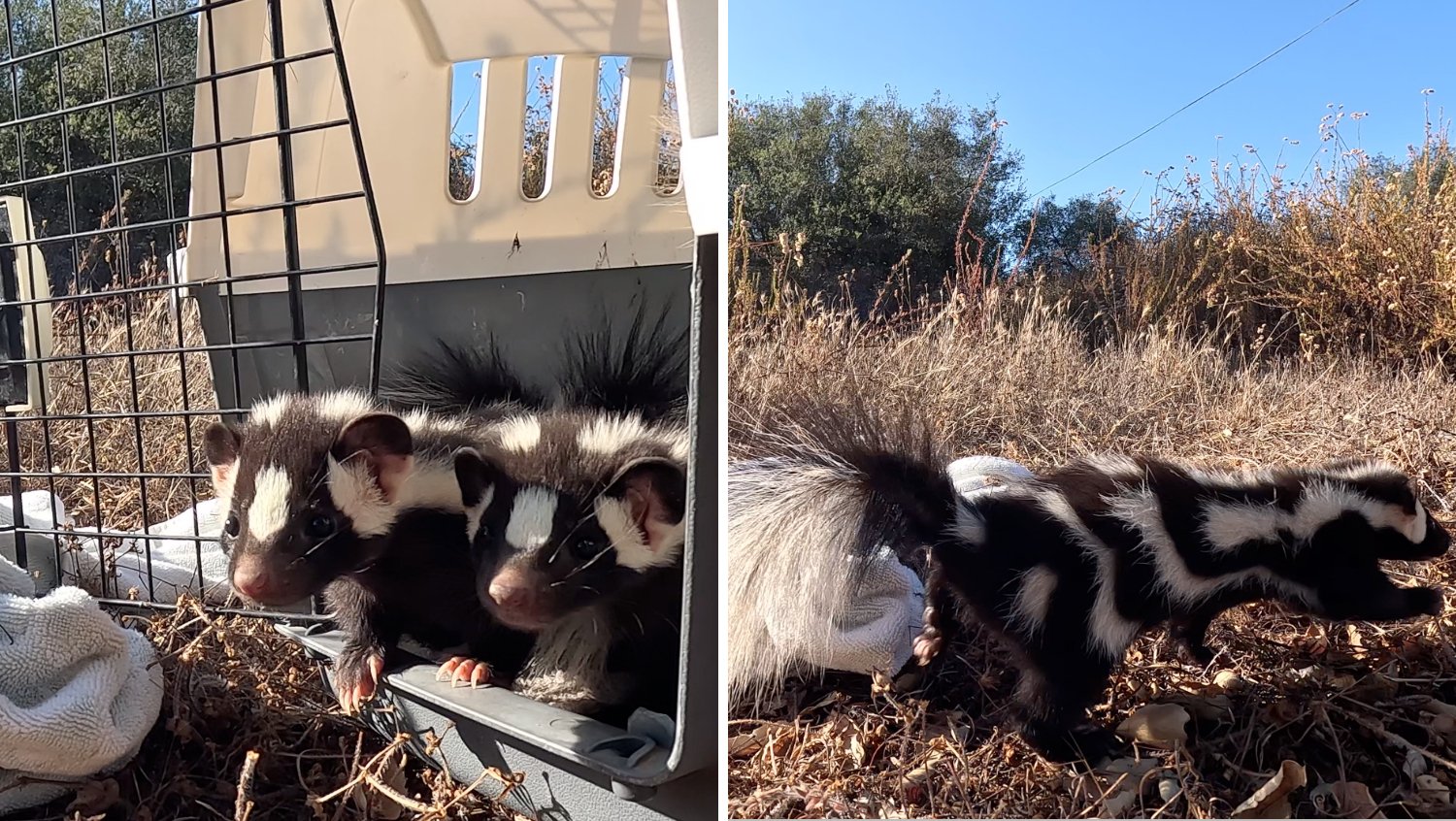 San Diego Humane Society releases 4 rare western spotted skunks into the wild