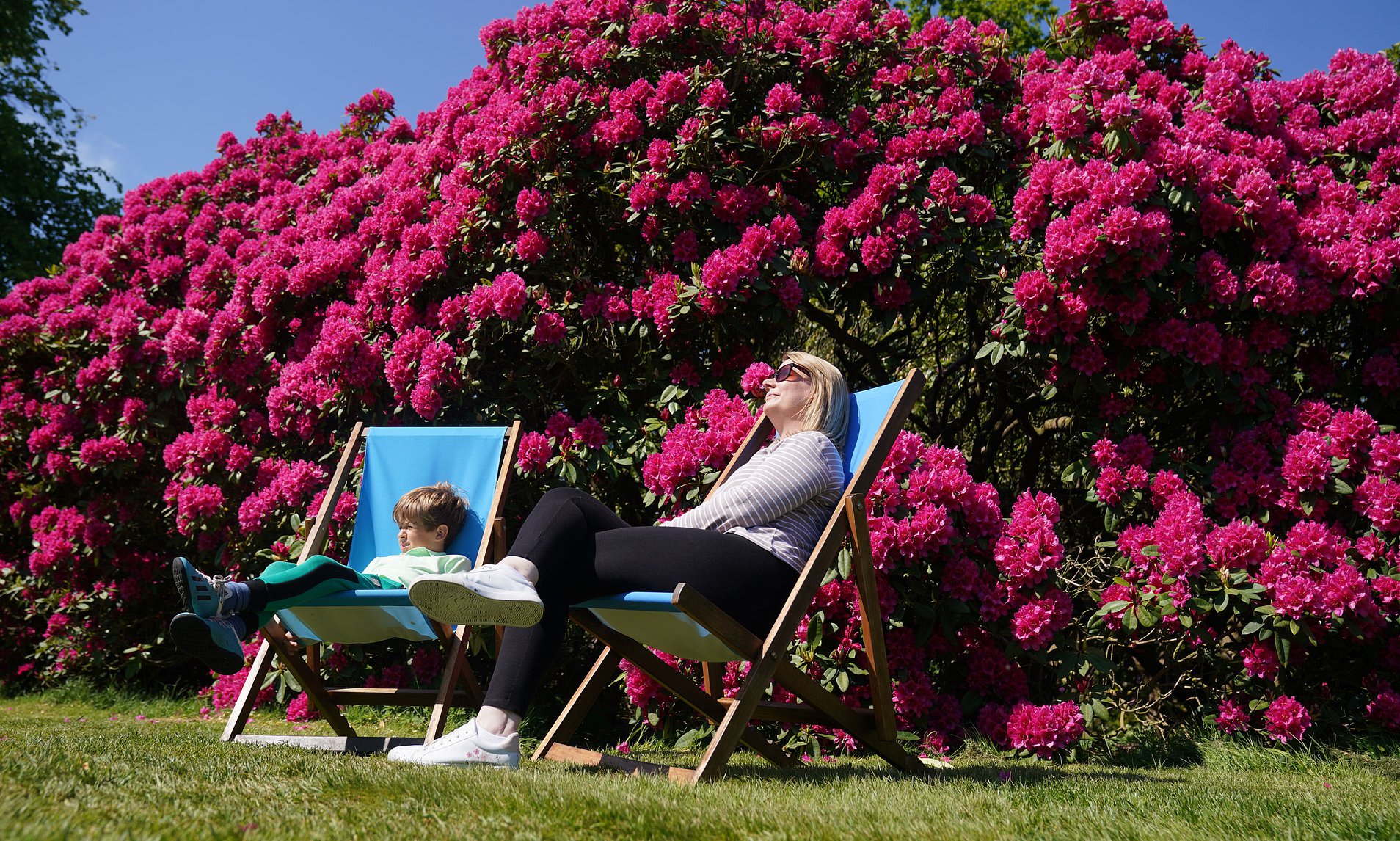 No-dodendron! Garden centre visitors urged to report stores still selling damaging invasive plant
