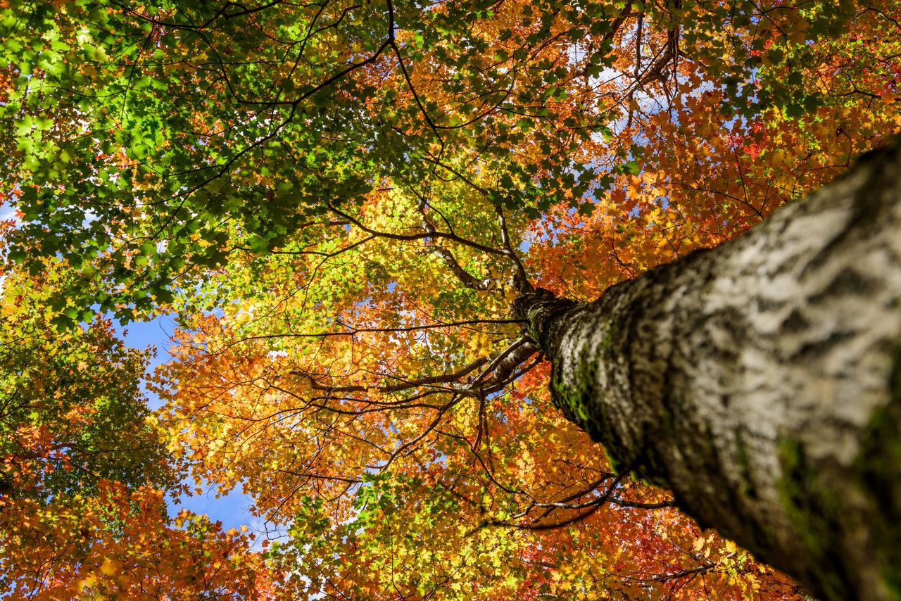 Silver Maple