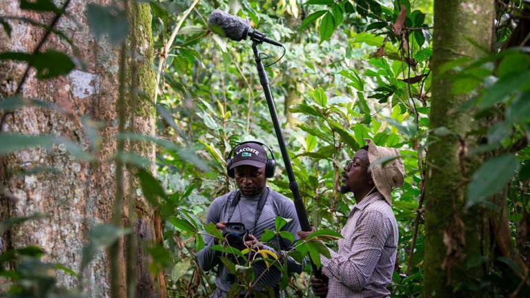 Junior Amboko (left) and Mardoché B. Koko recorded the distinctive, resonant roar of the newly discovered Colobus congoensis monkey in the Lomami National Park, DRC