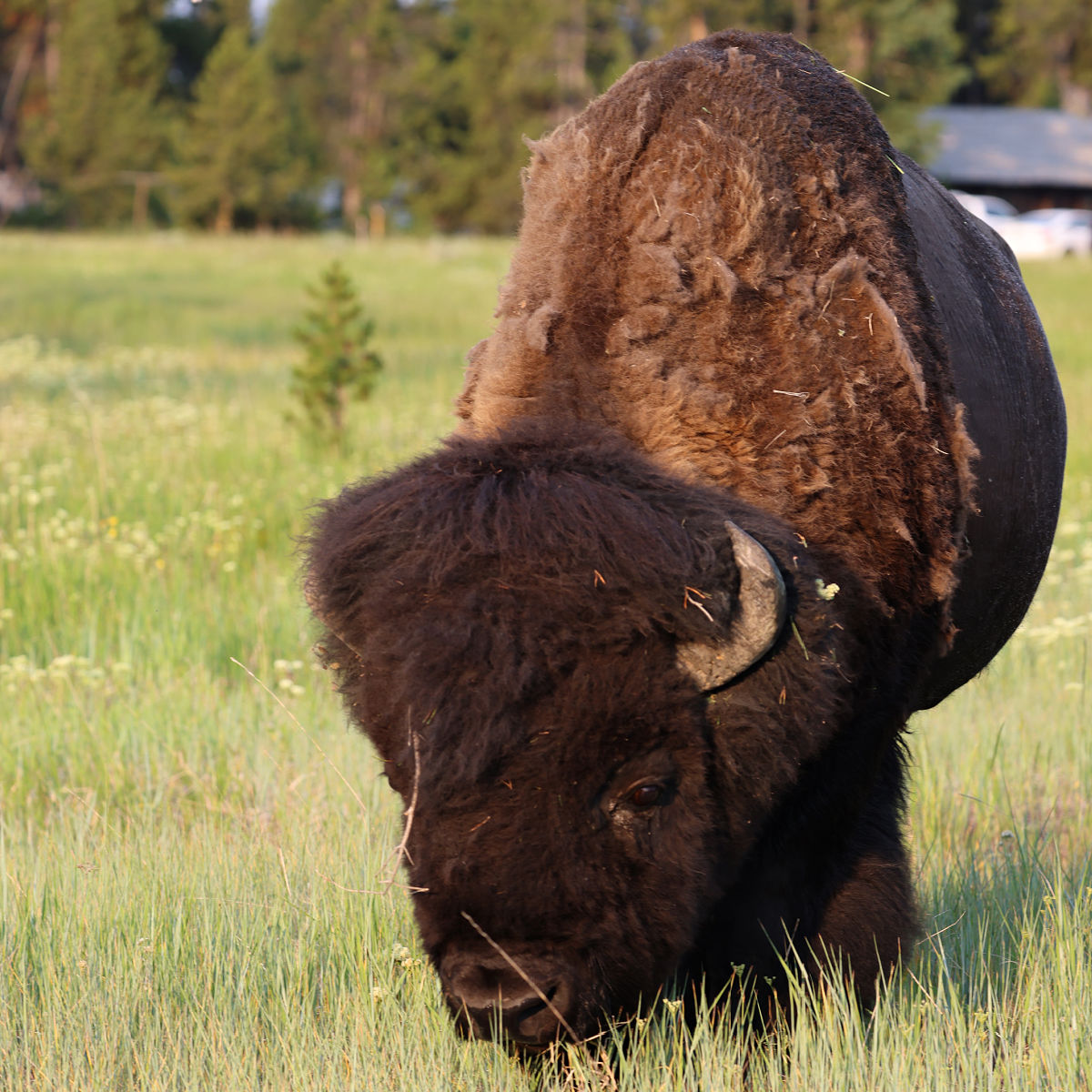 Bison at Yellowstone National Park