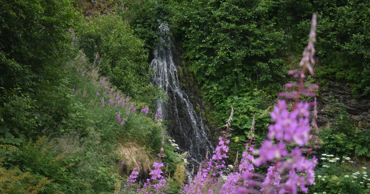 A small waterfall tumbles through dense greenery beside Devil's Creek Trail in Alaska, framed by blooming purple wildflowers and thick forest vegetation.