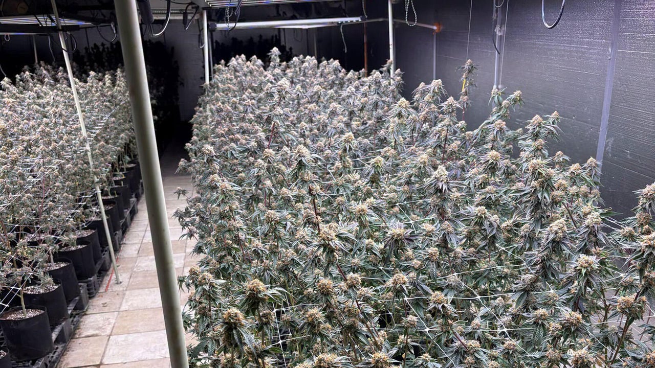 SWAT teams seize 1,900 pot plants at illegal Colorado grow house