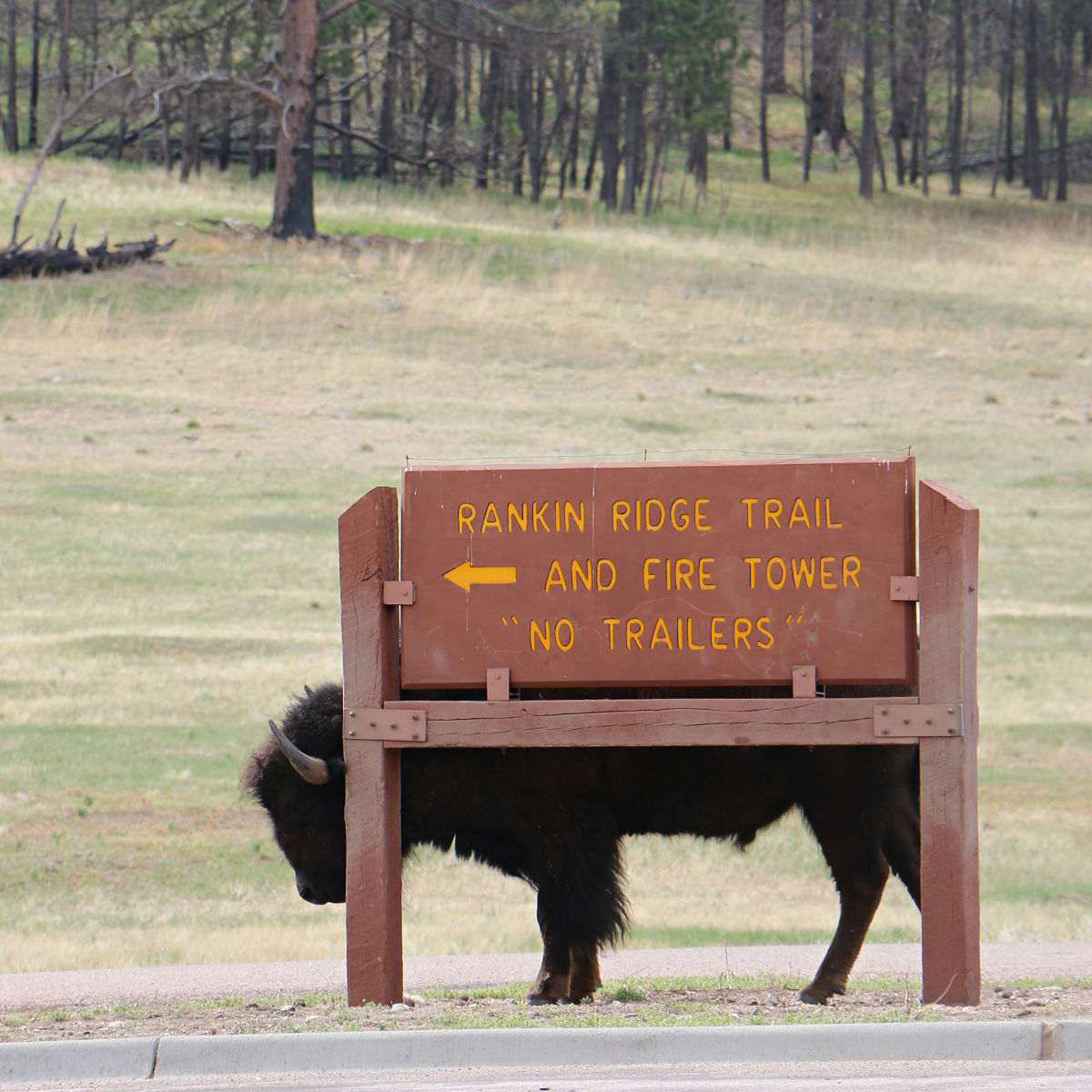 Bison at Wind Cave National Park