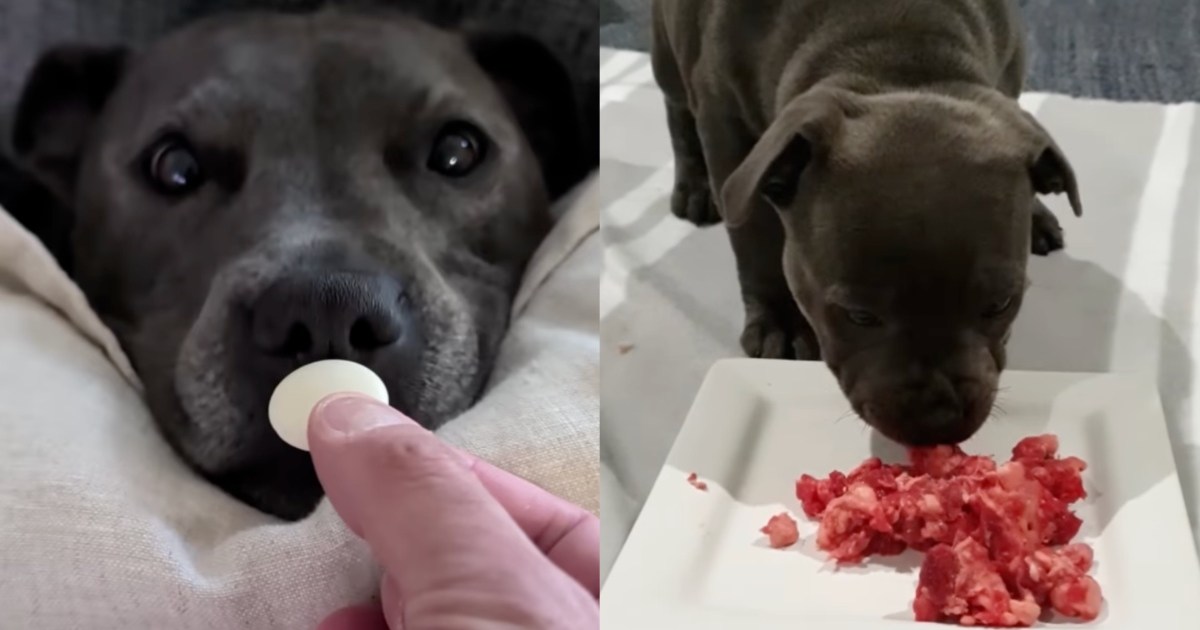 Human Notices Dog Has Always Been Gentle With Food, Realizes It's Not Something She Was Taught
