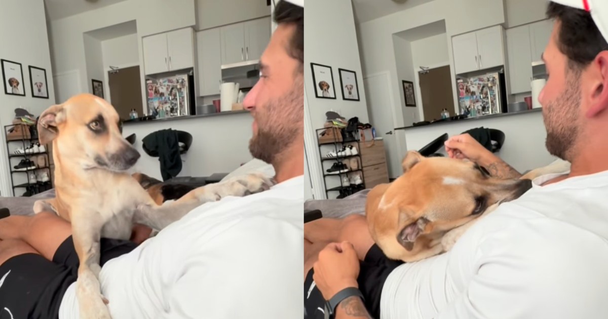 Human Brings Rescue Dog Home & Learns You Don't Have To Change the Whole World To Change One