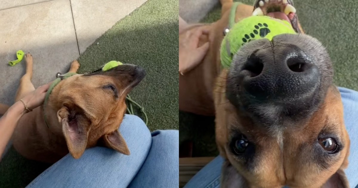 Shelter Dog Watches the World Go by From Kennel as the Life He Deserves Slowly Slips Away