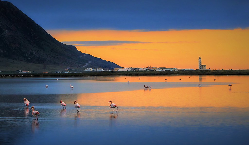 Flamingos in Cabo de Gata