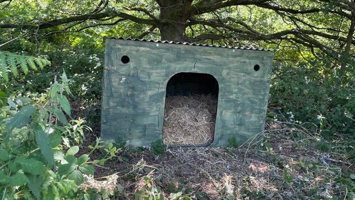 Volunteers have provided the three pigs with a shelter and an area to wallow