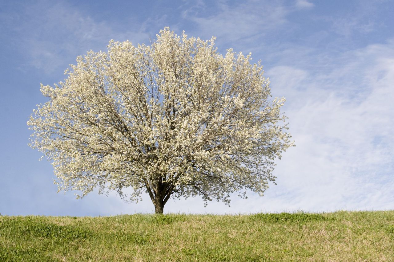 Bradford Pear