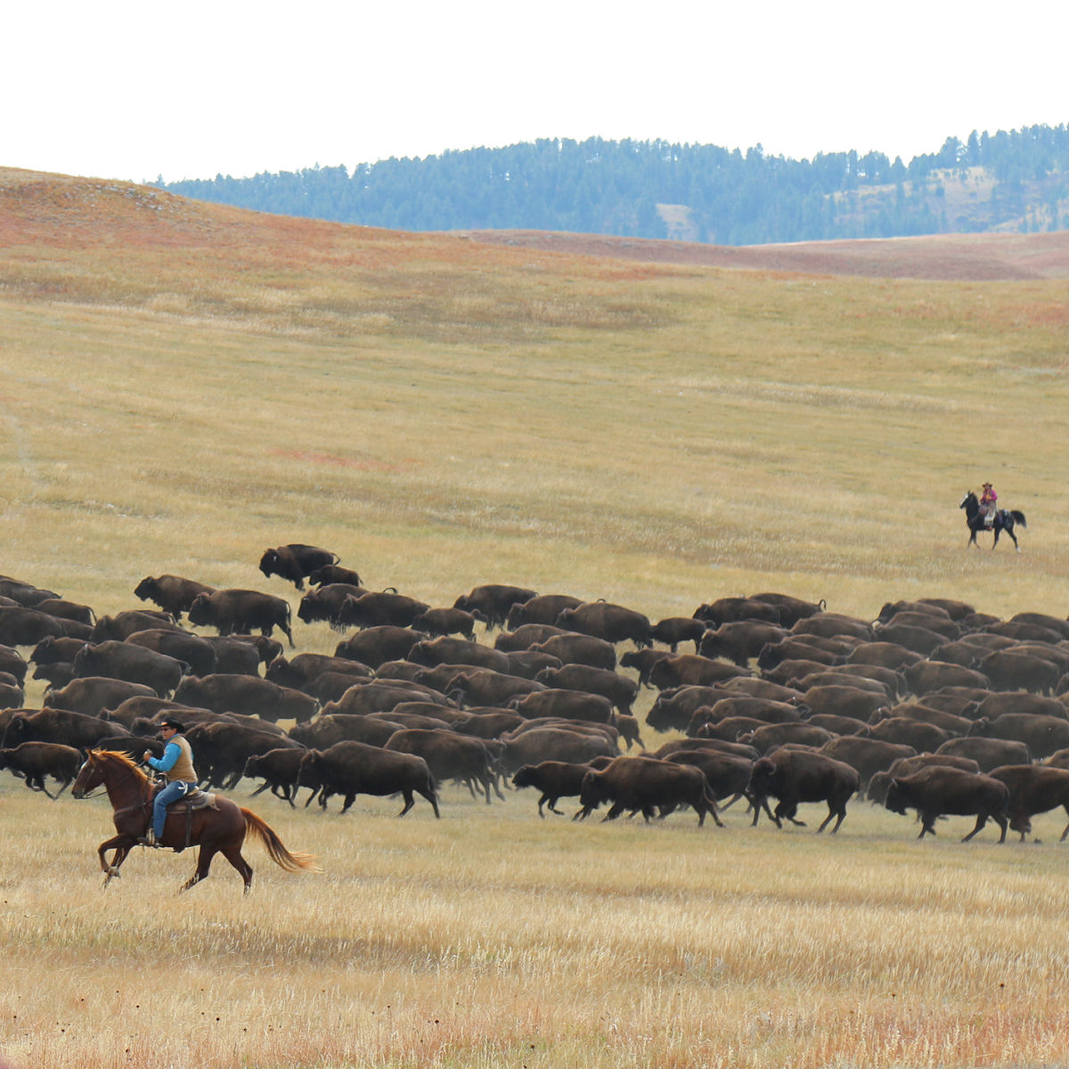 Bison Roundup Custer State Park