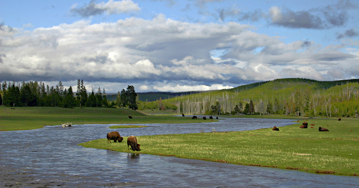 Bison in the river at Yellowstone National Park