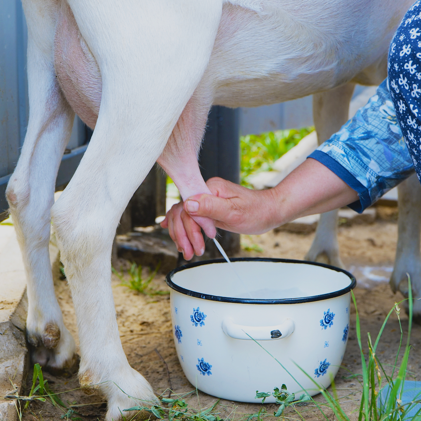 Watch a master cheese maker at work in this captivating process