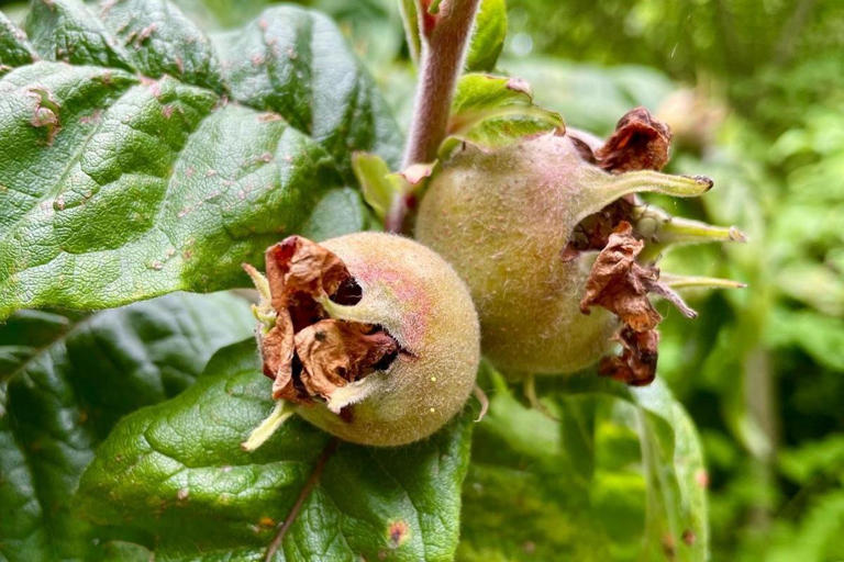 Rare fruit tree given rude nickname by Shakespeare discovered in ...