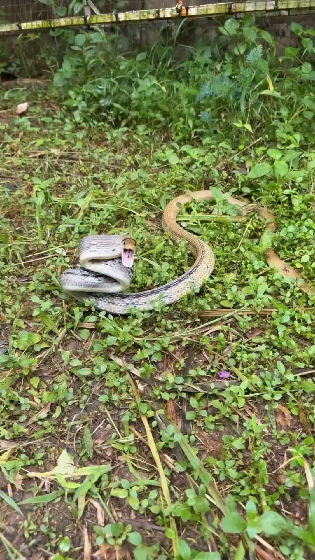 Observing a cranky snake in nature