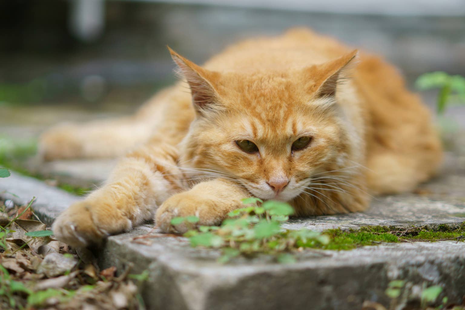 How a Stray Cat Named Garf Found His Forever Home Just Before a Family's Move