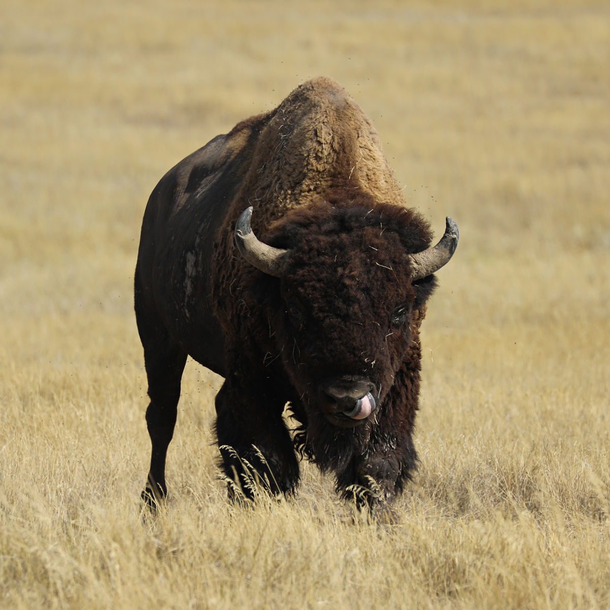 Bison at Badlands National Park
