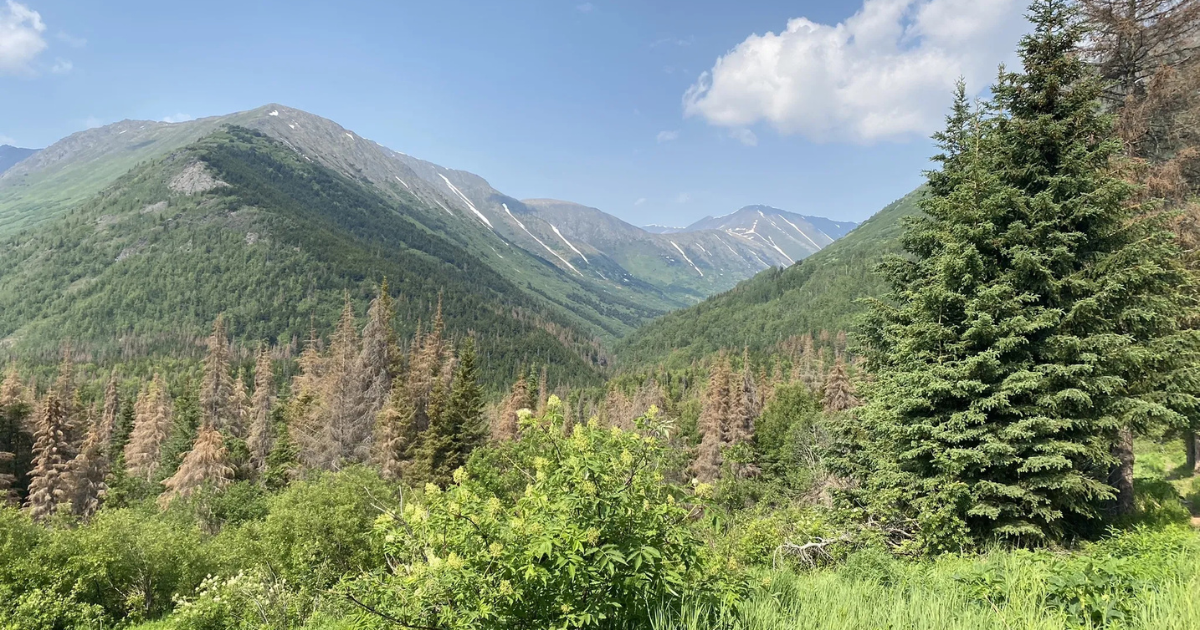 Devil's Creek Trail in Alaska winds through a lush mountain valley with evergreen forests, distant peaks streaked with lingering snow, and a bright blue summer sky.